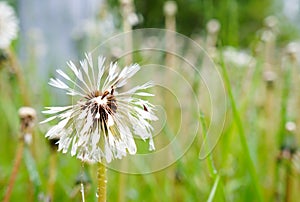 Close-up of a wet dandelion flower on green grass background after rain