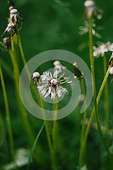 Close-up of a wet dandelion flower on green grass background after rain