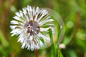 Close-up of a wet dandelion flower on green grass background after rain. color