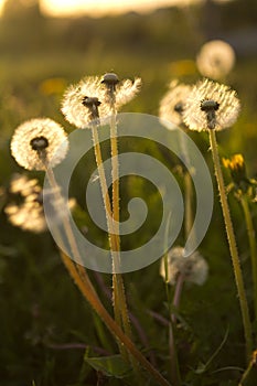 Close-up of wet dandelion seed with drops