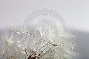 Close-up of wet dandelion seed with drops