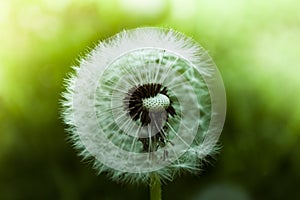 Close up wet dandelion over shiny background