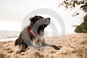 close-up wet dog with red collar lying on the sand on the beach