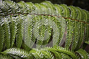 Close-up of wet fern leaves