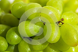 Close-up of Wet Green Grapes