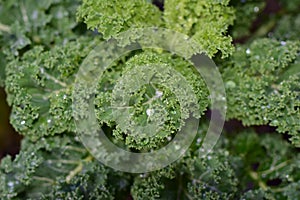 A close up of wet green kale leaves