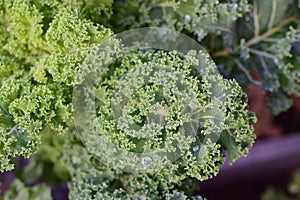 A close up of wet green kale leaves