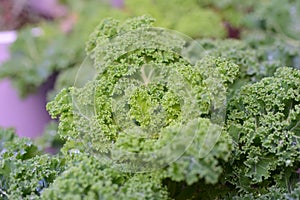 A close up of wet green kale leaves