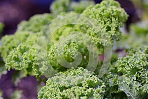 A close up of wet green kale leaves