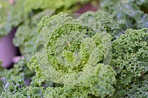 A close up of wet green kale leaves