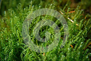 Close-up wet green moss growing covered on ground, selective focus. Forest moss. Ecological background