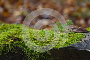 Close Up wet green moss on rock stone fence near water river lake in the park forest. Natural fallen foliage. Fall rainy season