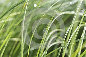 Close-up of wet hays in summer