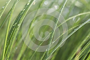 Close-up of wet hays in summer