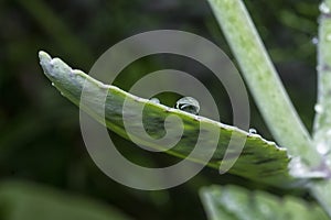 close up of the wet kalanchoe gastonis-bonnieri succulent plant photo