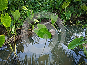 Close-up of Wet Kalo Taro Field on Windward Oahu