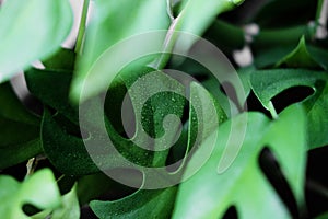 Close up of the wet leaves from a Rhaphidophora Tetrasperma or Monstera Minimal house plant