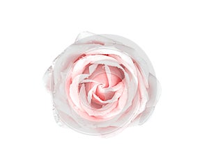 Wet light pink rose flower with water drops isolated on white background top view , clipping path