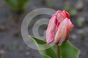 Close up of wet petal of pink tulip