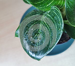 Close up of wet Philodendron flower
