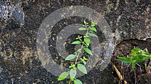 Close-up of Wet plant growth on cracked and mossy old cement walls.