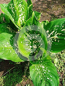 close-up of wet plant leaves in the garden