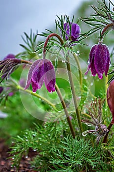 Close Up Wet Prairie Crocus Flowers