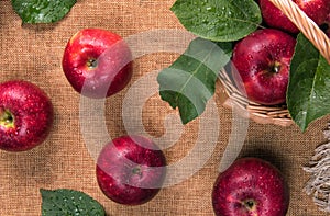 Close up of wet red apples with green leaves