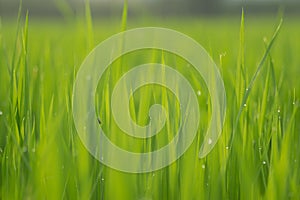 Close up the wet rice fields in green agricultural garden.