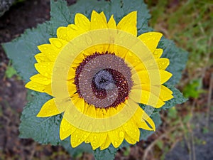 Close-up of wet sun flower with rainy water drops on, green background