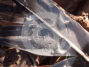 close up of wet water drops on bird feather nature ground