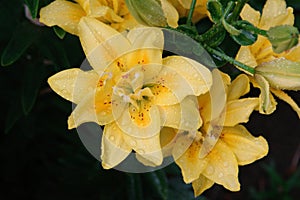 A close up of yellow double lily of the 'Fata Morgana' variety (Asiatic hybrid lily) in the garden photo