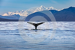 Close up of a whale fin, Alaska