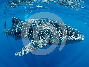 Close up of whale shark, Oslob, Philippines.