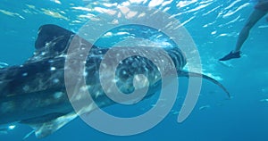 A close-up of whale shark swims towards the camera with wide open mouth.