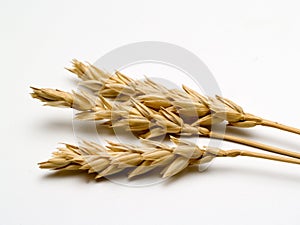 Close up of wheat
