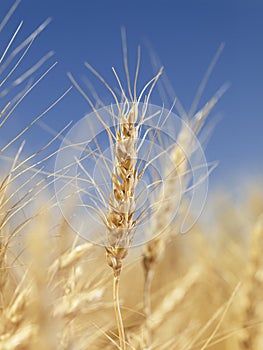 Close up of wheat.