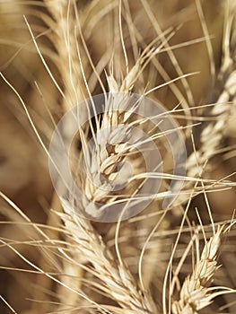 Close up of wheat.