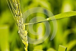Close up of wheat or barley stem