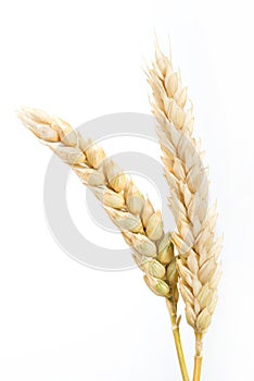 Close up wheat cereal crops