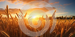 Close-up of wheat ears against a wheat field at sunset - AI Generated