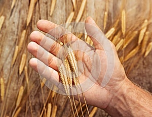 Close up of wheat ears on farmers hand