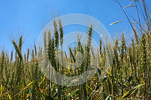 close-up of wheat ears in the field, wheat ears images, wheat farming and wheat harvest time