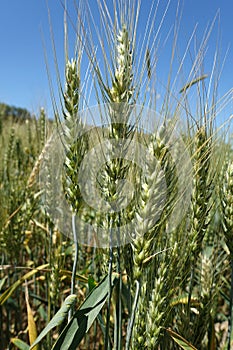 close-up of wheat ears in the field, wheat ears images, wheat farming and wheat harvest time