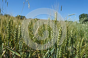 close-up of wheat ears in the field, wheat ears images, wheat farming and wheat harvest time