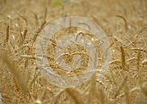 Close up of wheat ears, field of wheat in a summer day. Harvesting period