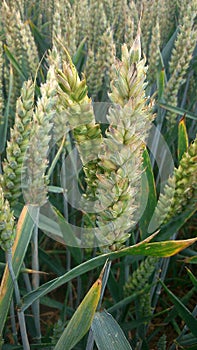 Close up of wheat ears in wheat field