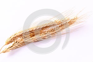 Close up wheat ears on white background