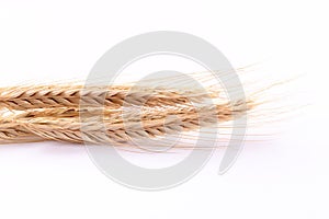 Close up wheat ears on white background