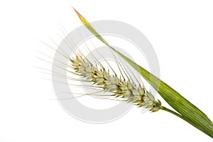 Ear of wheat